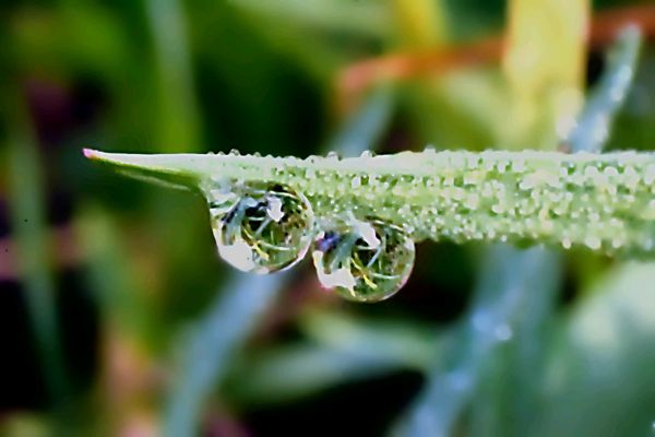 Fotografia Macro